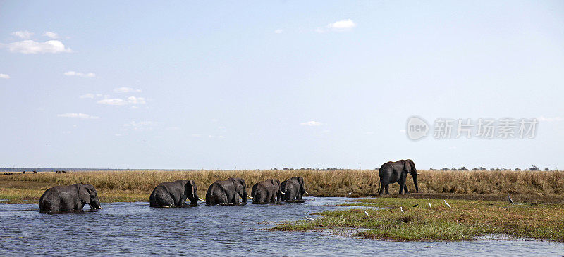 六头非洲象抵达博茨瓦纳丘比的卡西基利/塞杜度岛